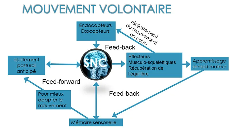Contrôle sensori-moteur lors d'un mouvement volontaire
