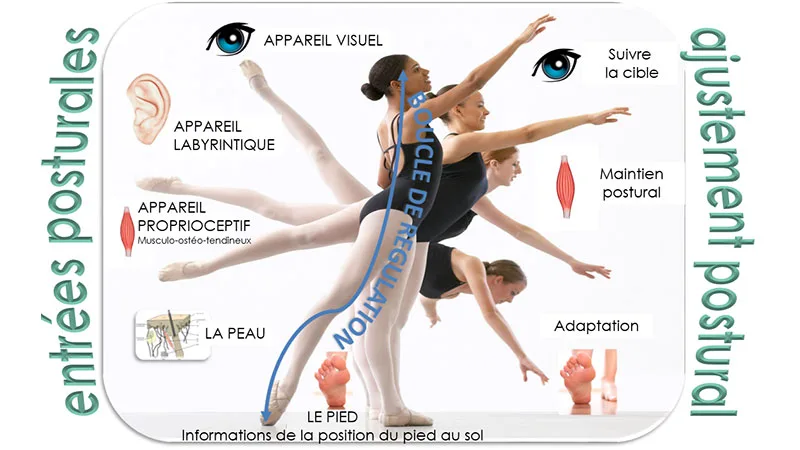 Entrées posturales et ajustement postural