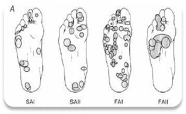Topographie et localisation des différentes unités sensorielles