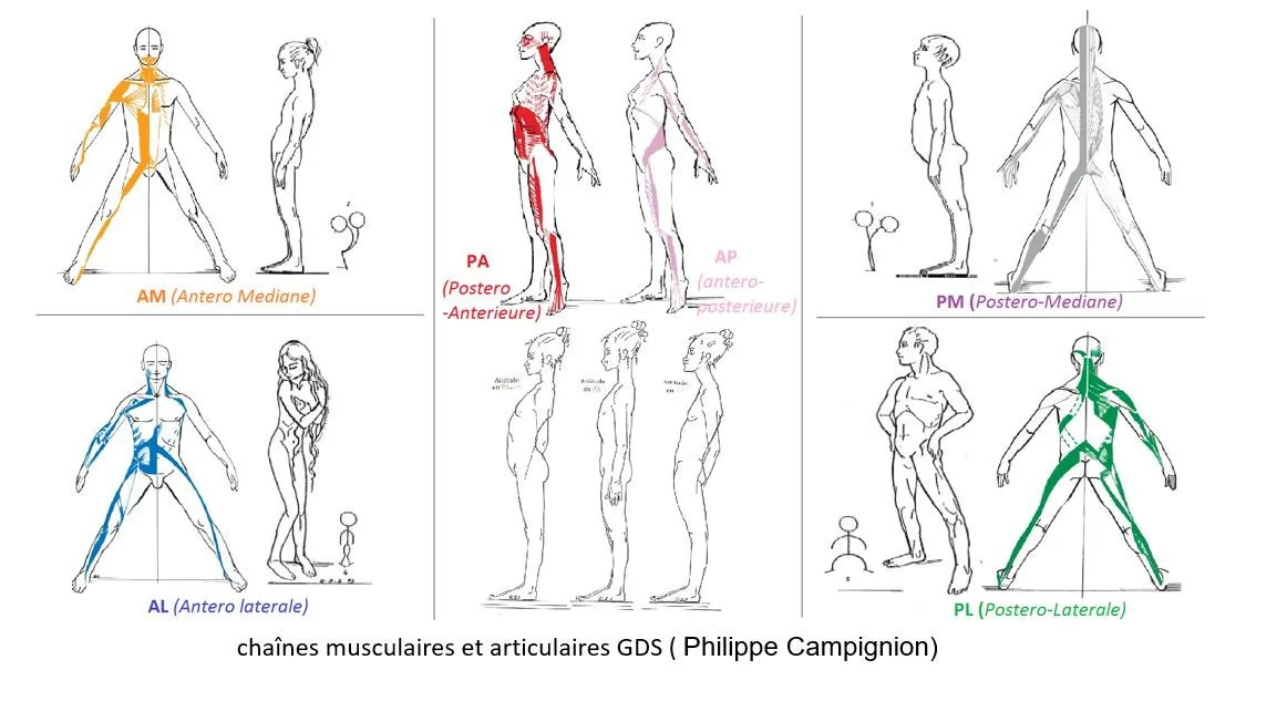 Chaînes musculaires et articulaires GDS (Philippe Campignion)